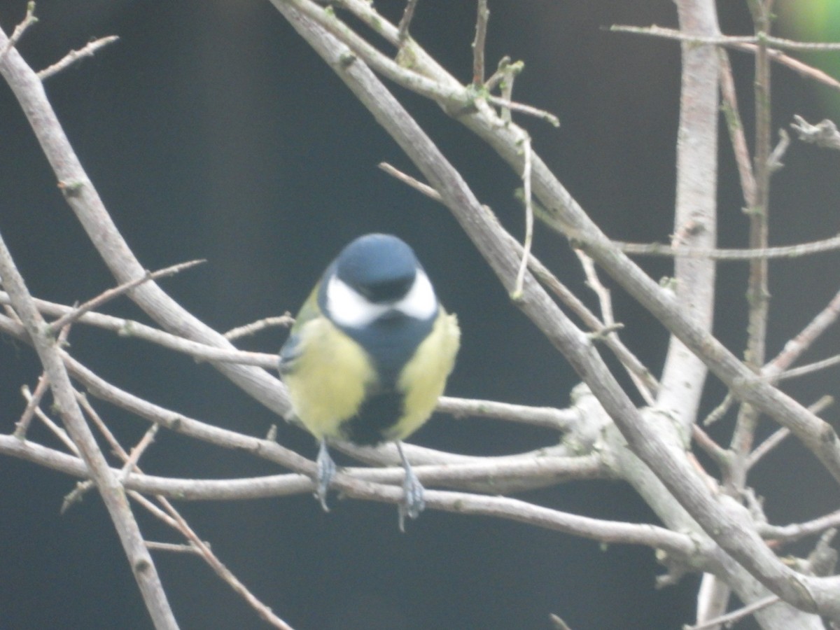 Great Tit - ML612820829