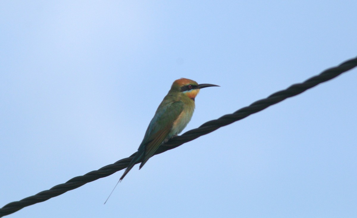 Rainbow Bee-eater - ML612820831