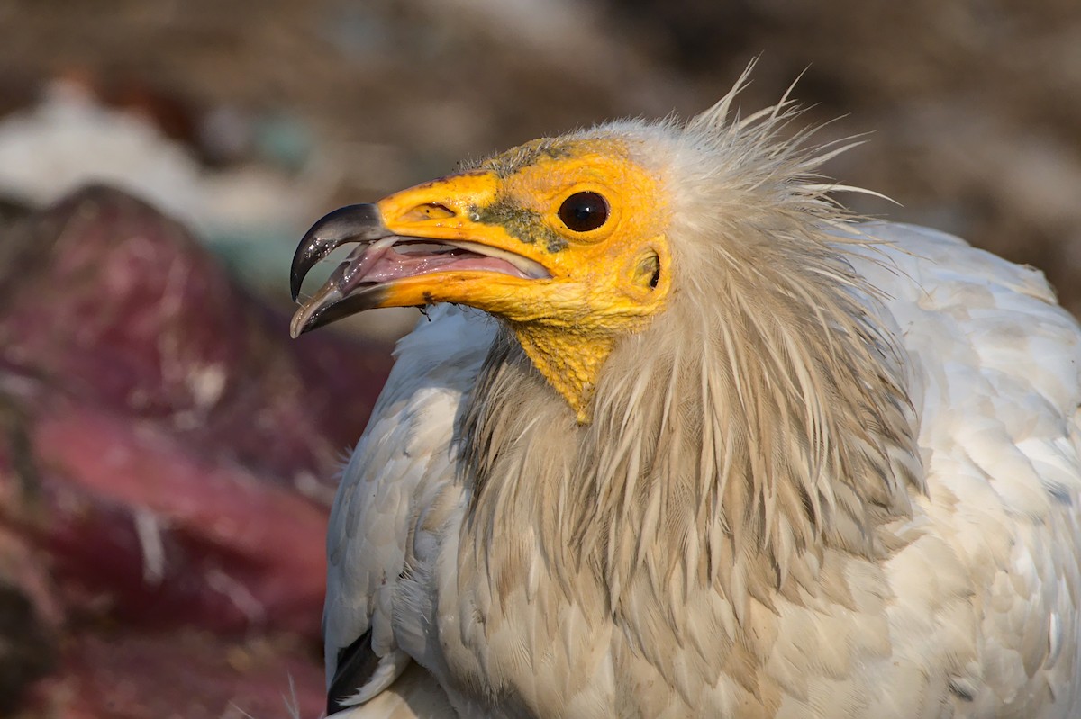 Egyptian Vulture - ML612820840