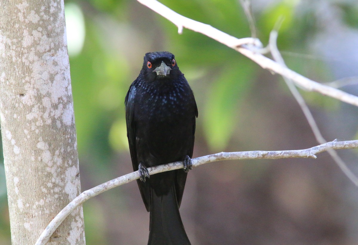 Spangled Drongo - ML612820843