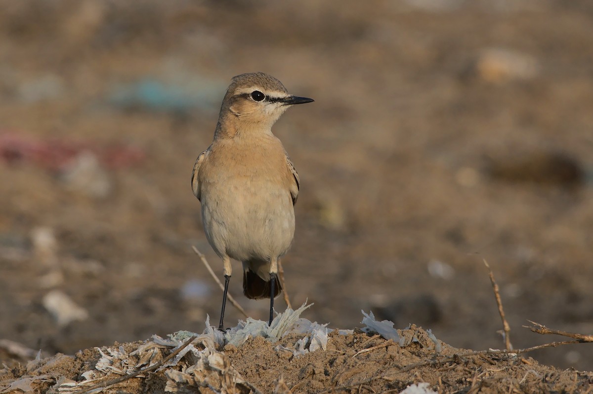 Isabelline Wheatear - ML612820868