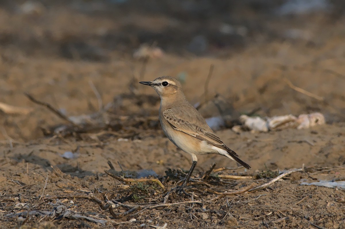 Isabelline Wheatear - ML612820875