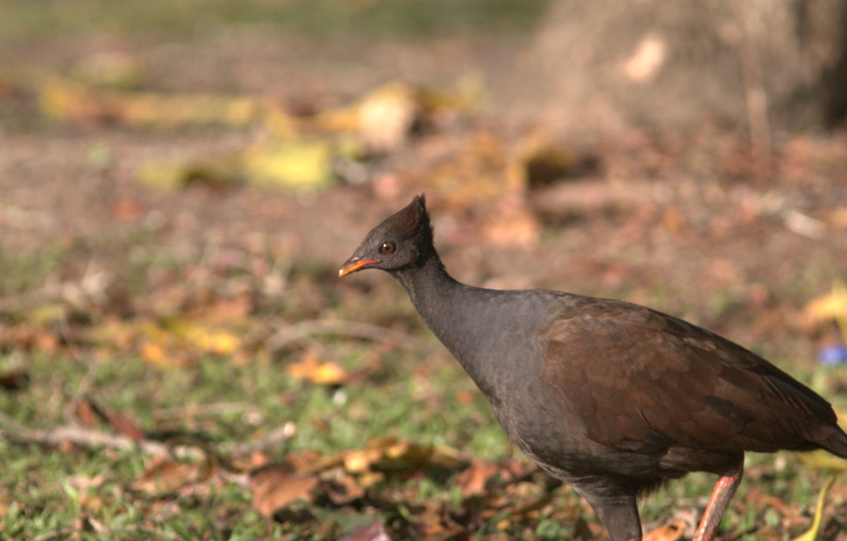 Rotbein-Großfußhuhn - ML612820896