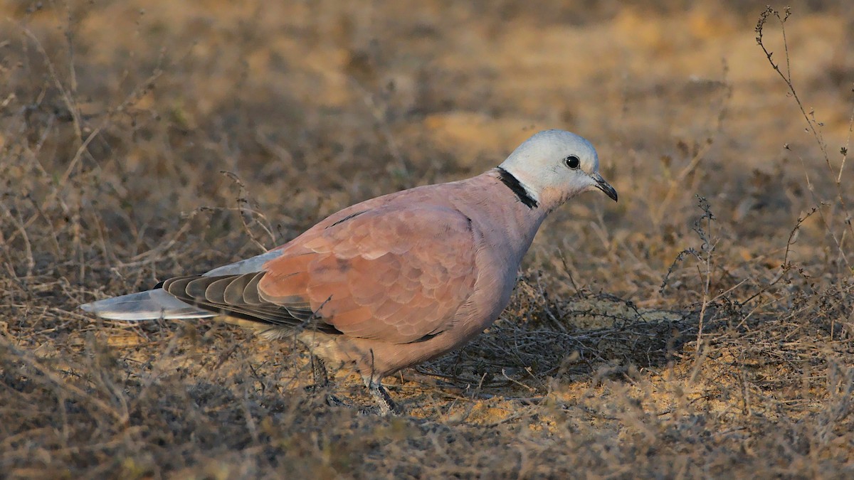 Red Collared-Dove - ML612820907