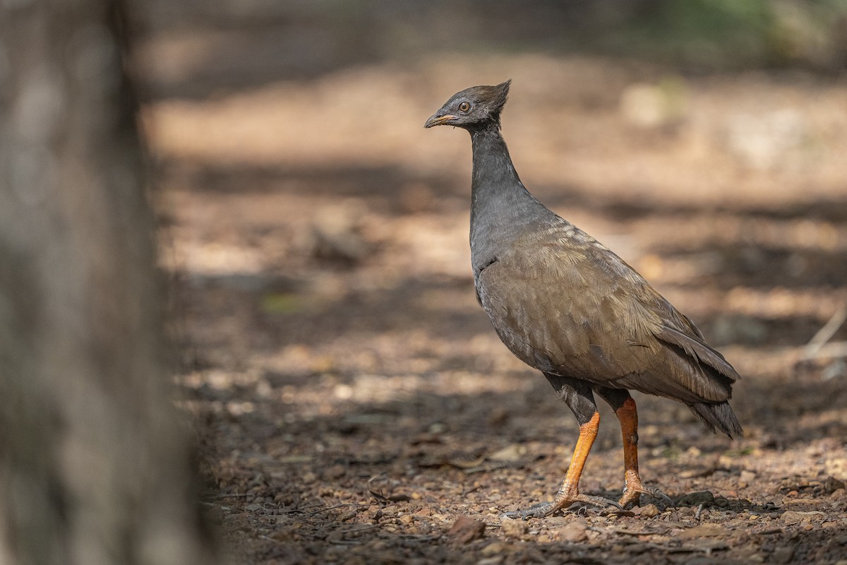 Orange-footed Megapode - ML612820942