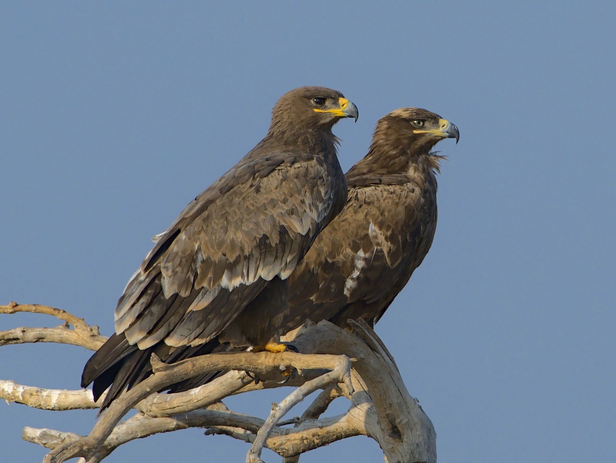 Steppe Eagle - ML612820967