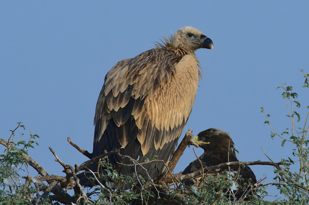 Eurasian Griffon - ML612820994