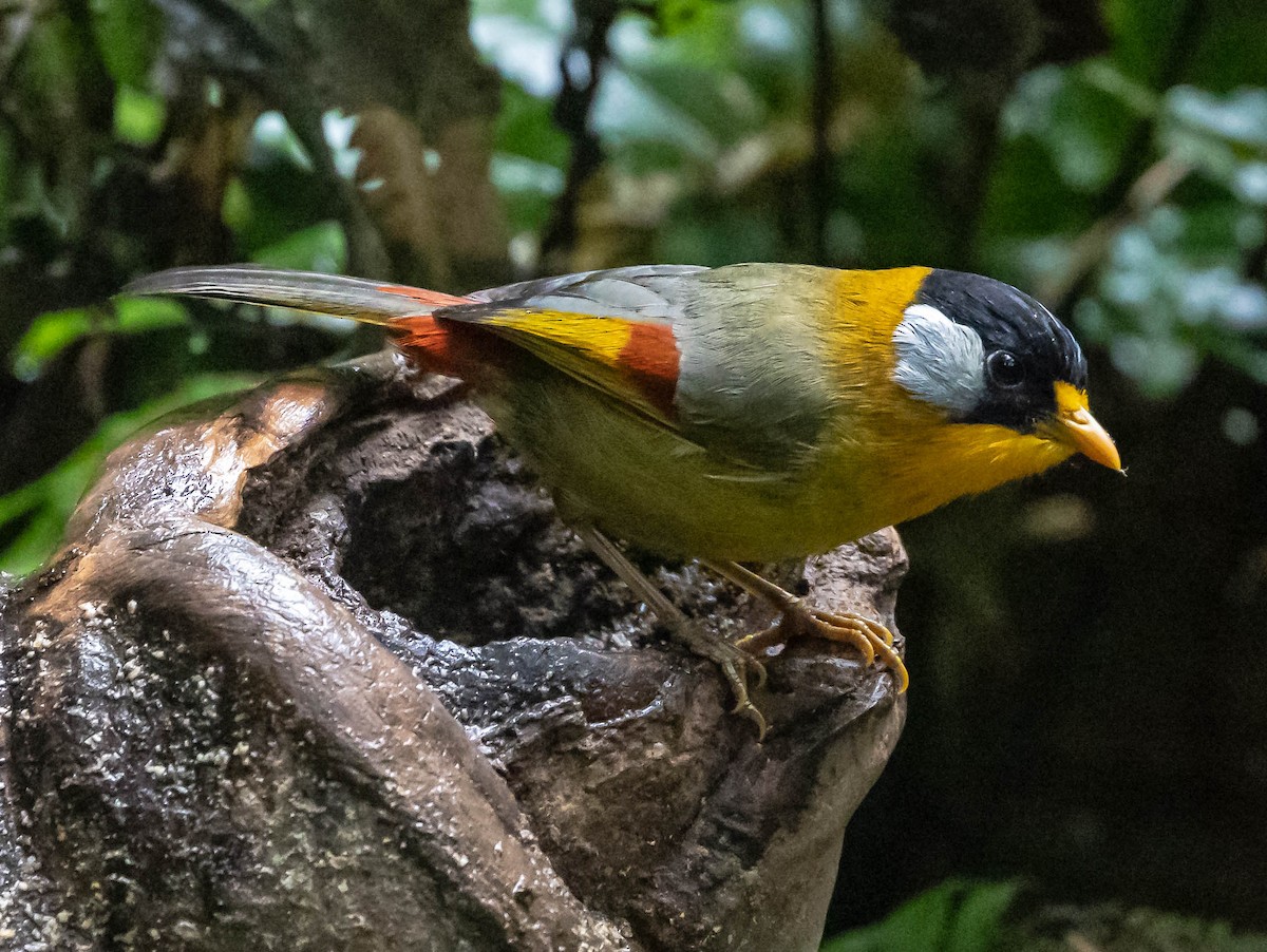 Silver-eared Mesia (Silver-eared) - ML612821000