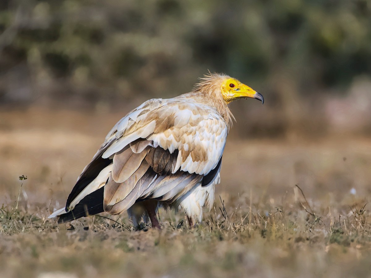 Egyptian Vulture - ML612821015