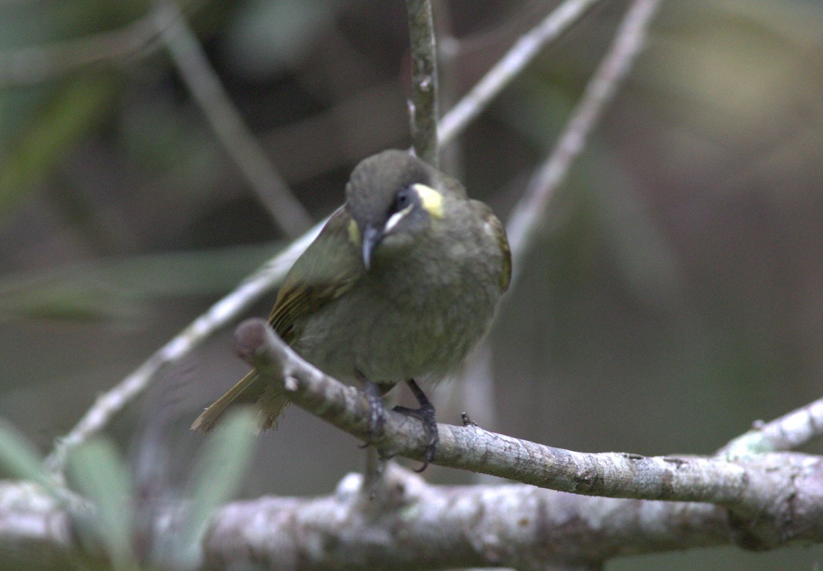 Lewin's Honeyeater - Brendon Fagan