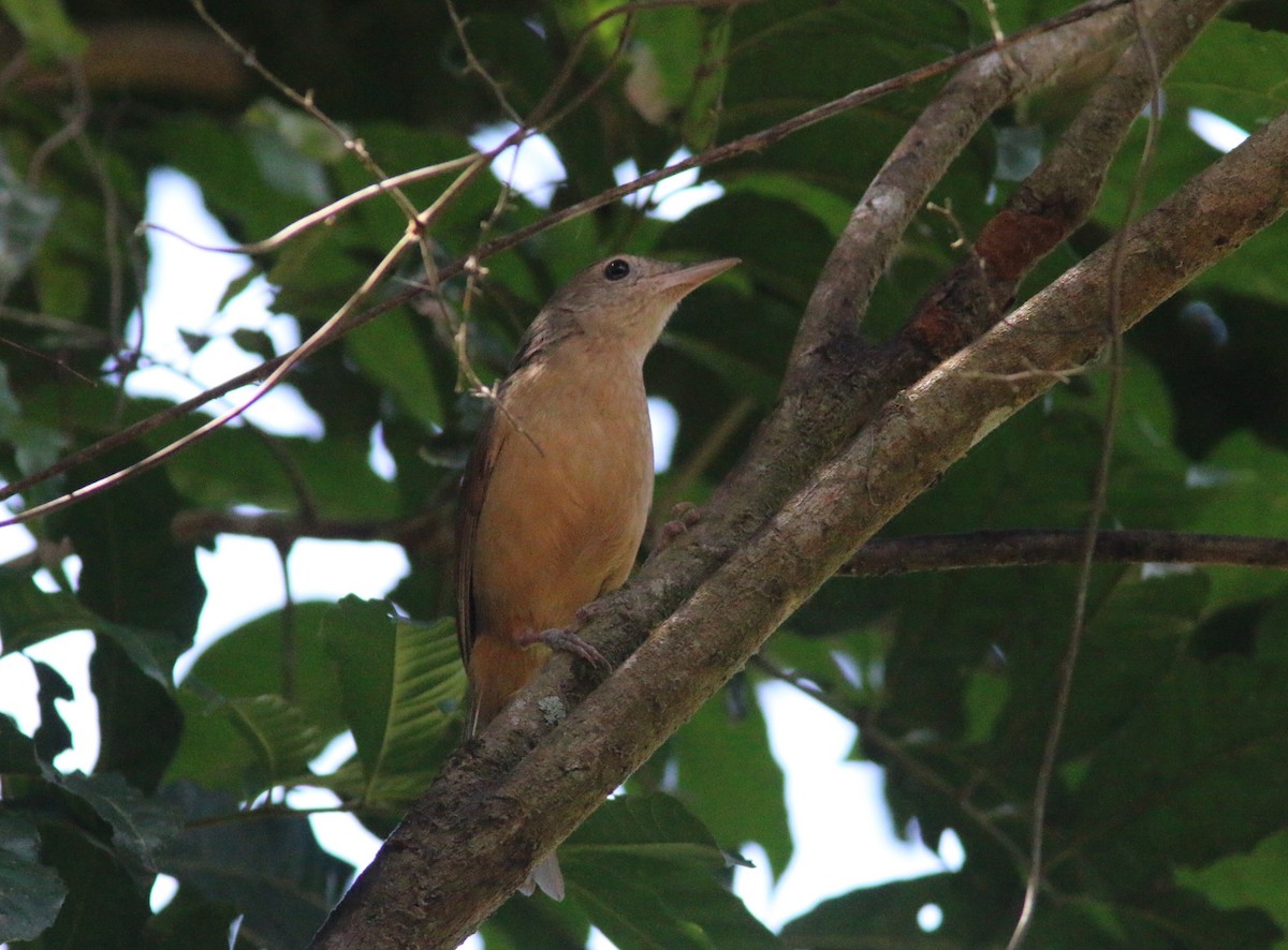 Rufous Shrikethrush - ML612821025