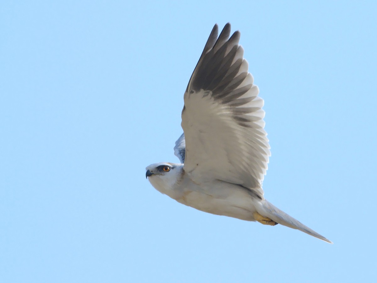 黑翅鳶 - ML612821111