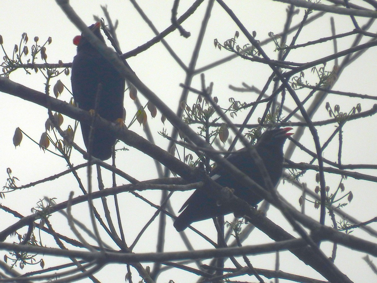 Sri Lanka Myna - Simon Bradfield