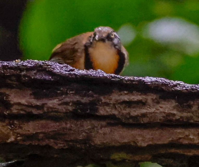 Lesser Necklaced Laughingthrush - ML612821199