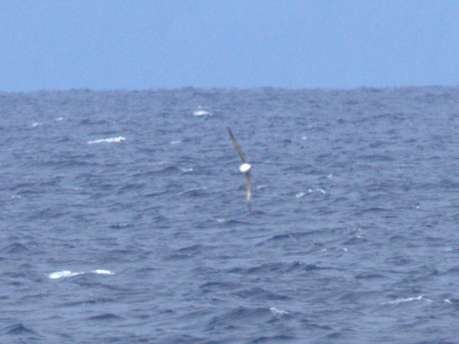 Tahiti Petrel - ML612821229