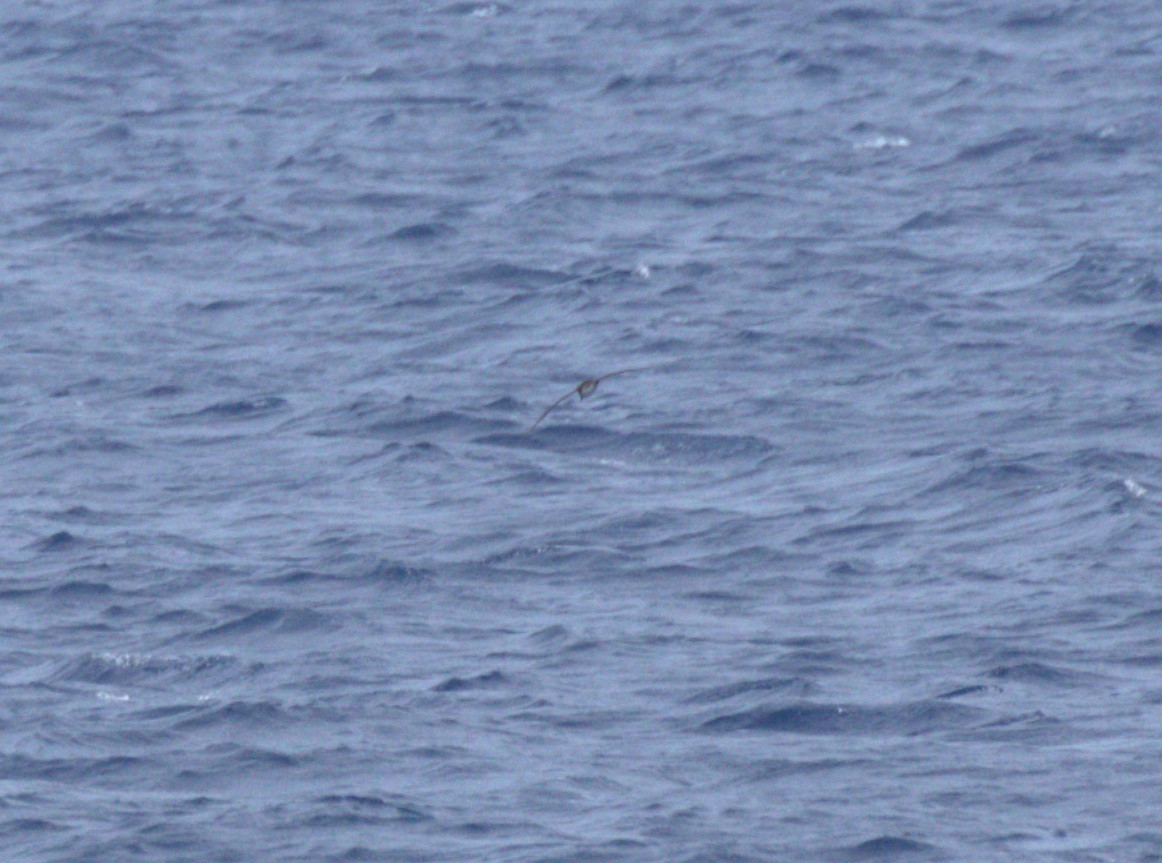 Petrel de Tahití - ML612821230