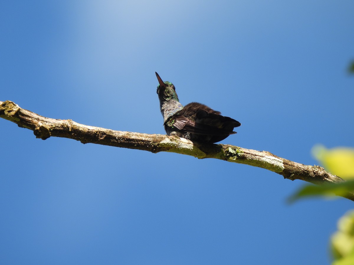 Blue-chested Hummingbird - ML612821290