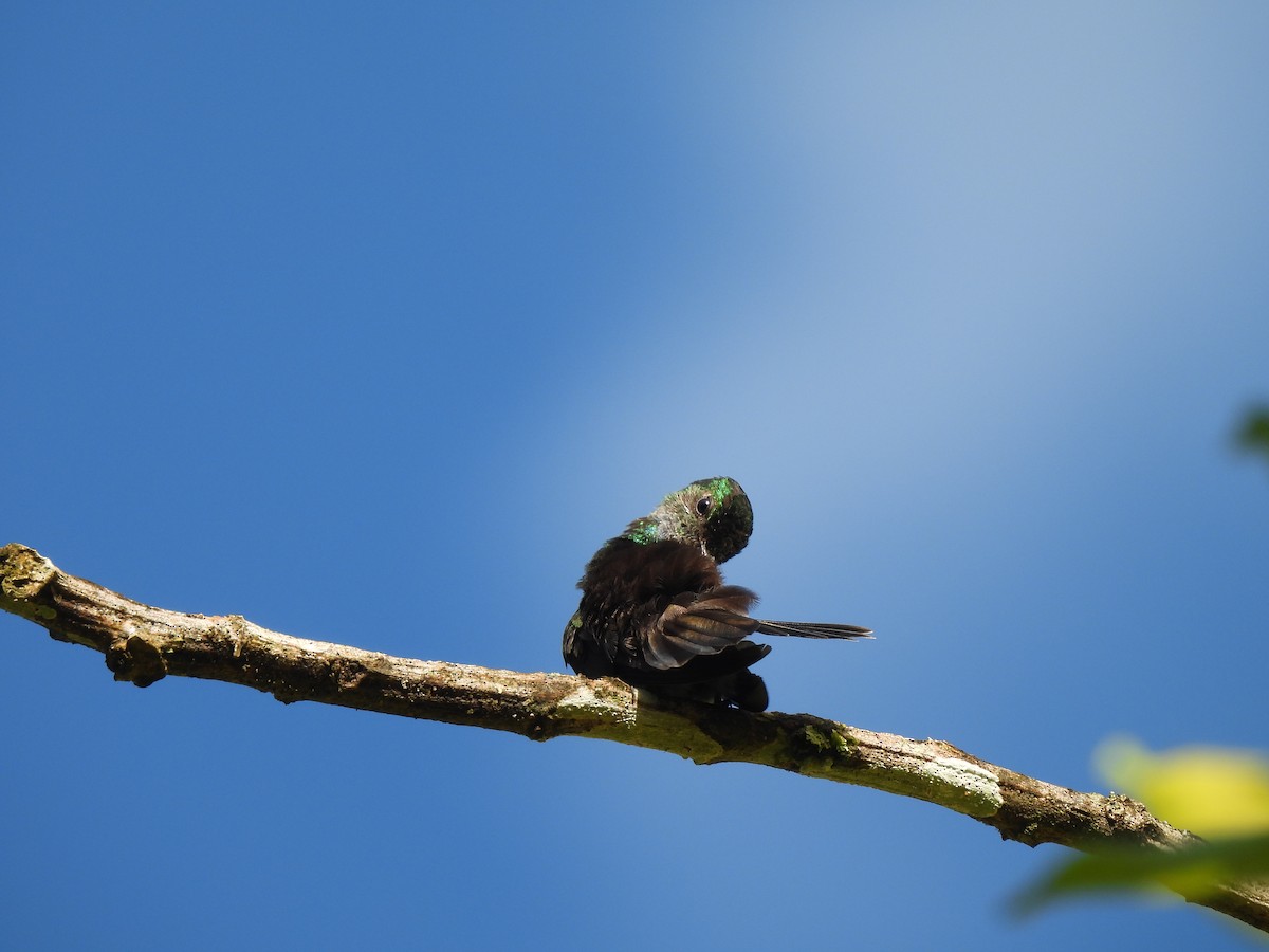 Blue-chested Hummingbird - ML612821291