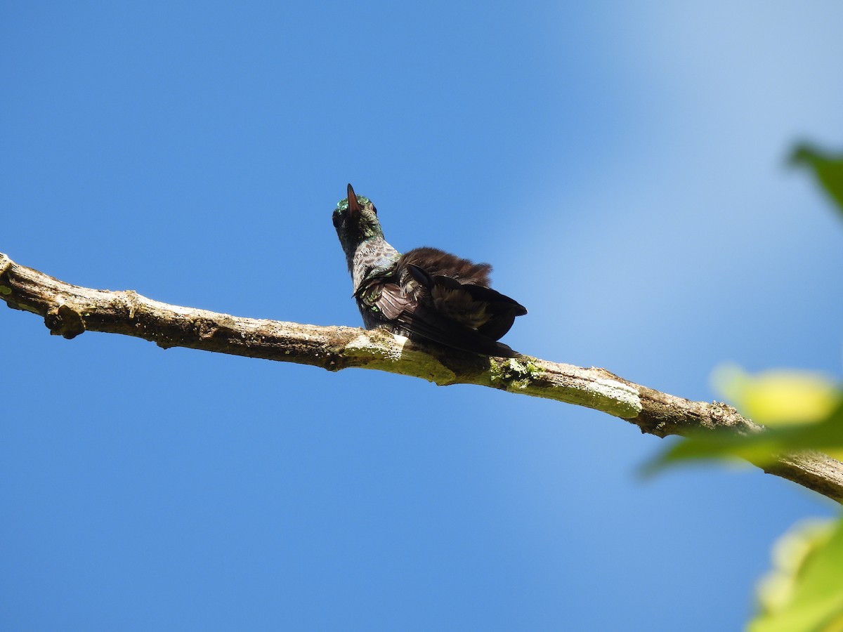 blåbrystkolibri - ML612821292