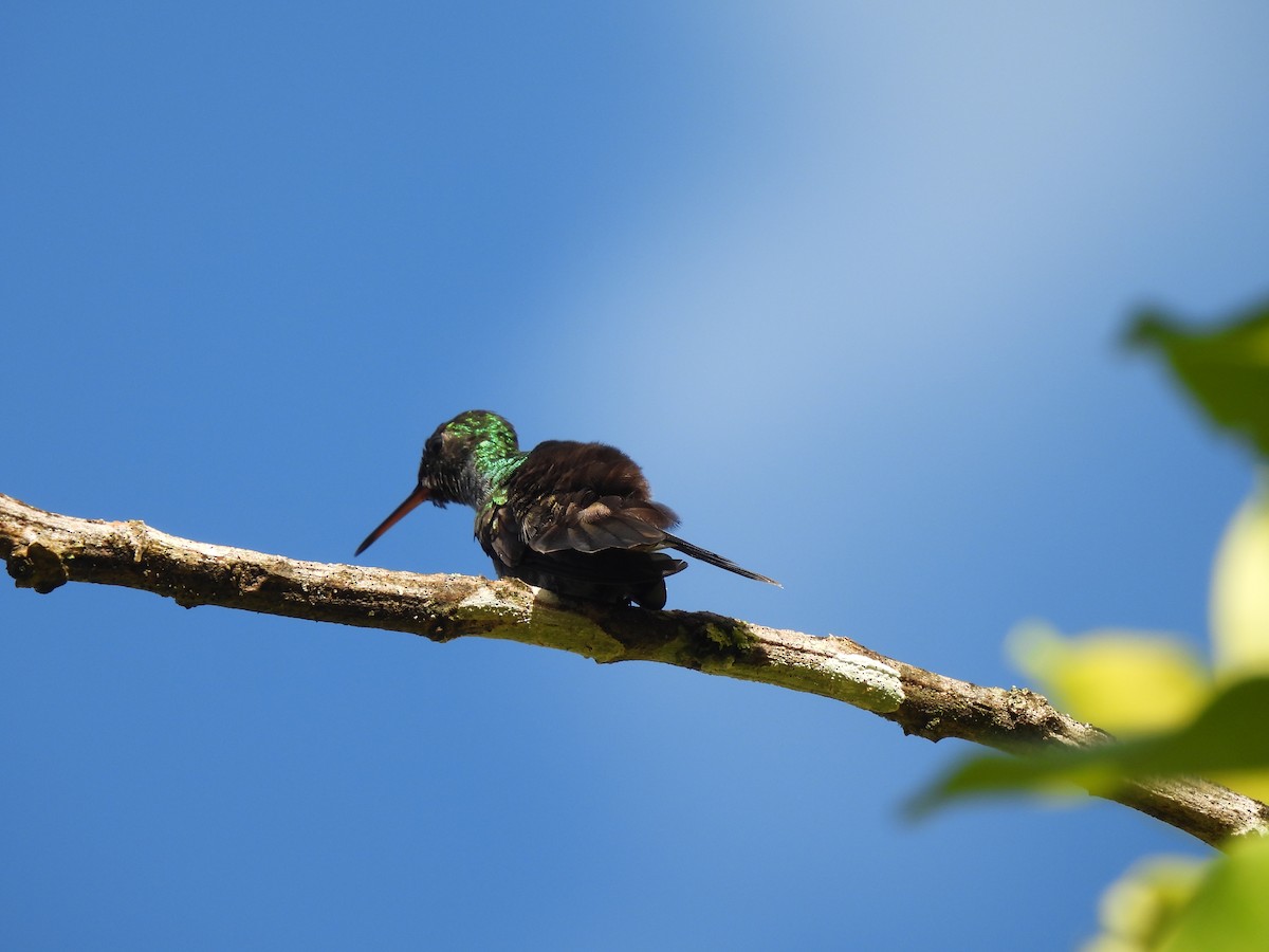 Blue-chested Hummingbird - ML612821293