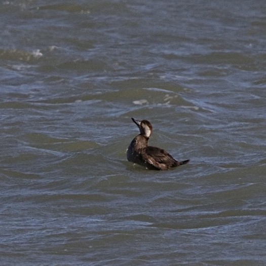 Black Scoter - ML612821299