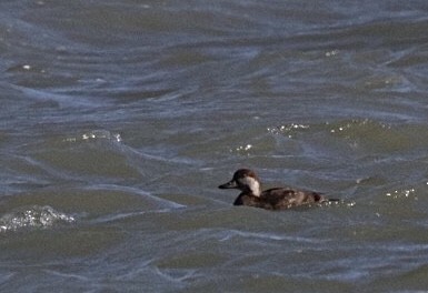 Black Scoter - Michael Postell