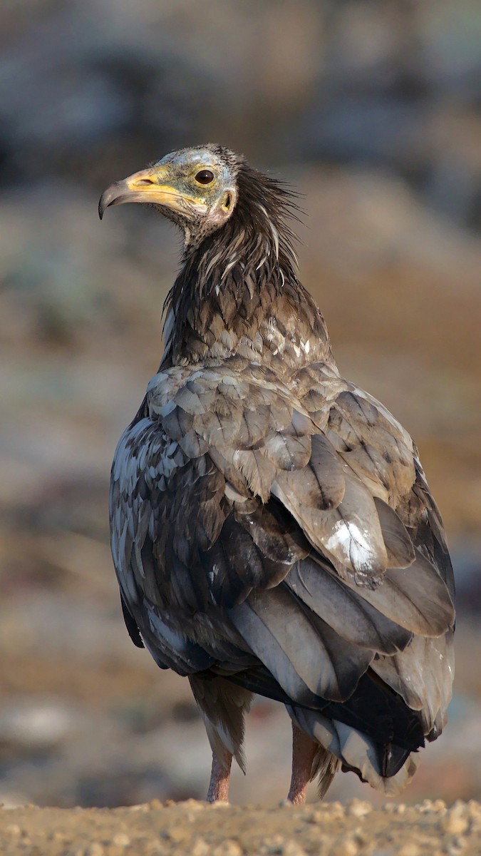 Egyptian Vulture - ML612821335