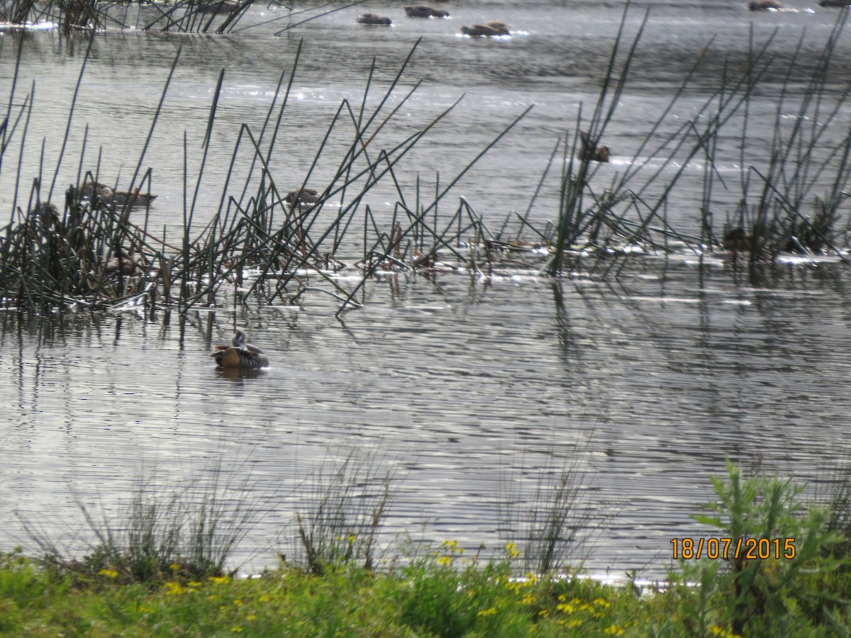 Pink-eared Duck - ML612821346