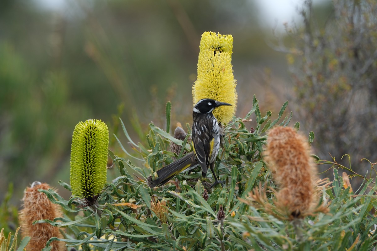 New Holland Honeyeater - ML612821359