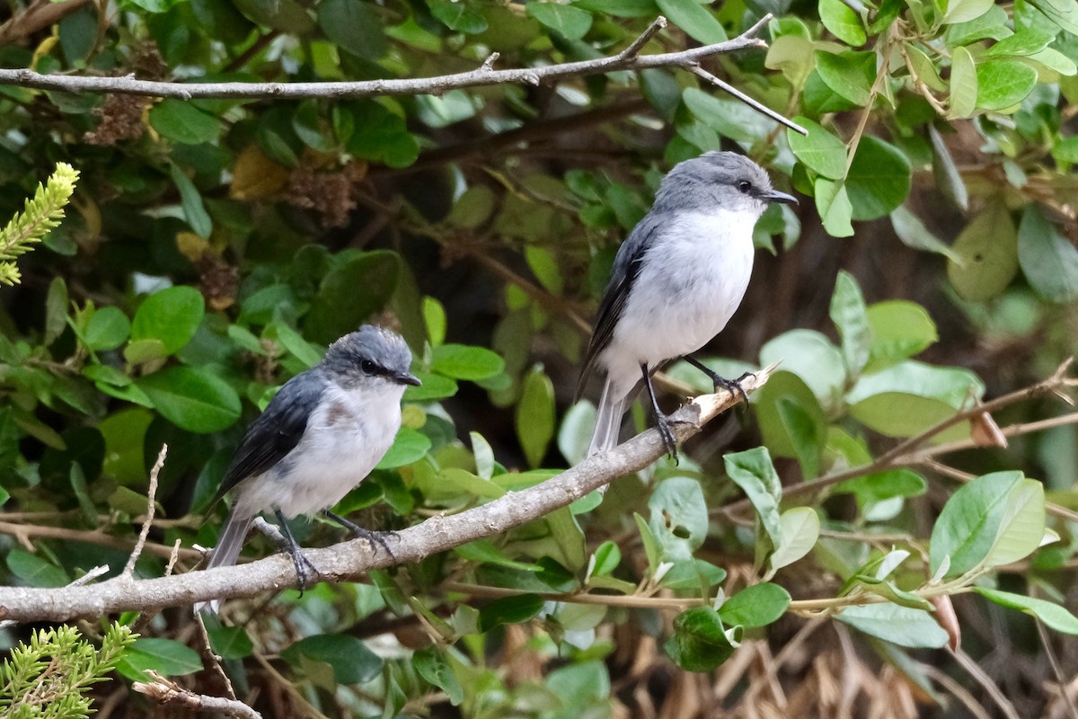 White-breasted Robin - ML612821368