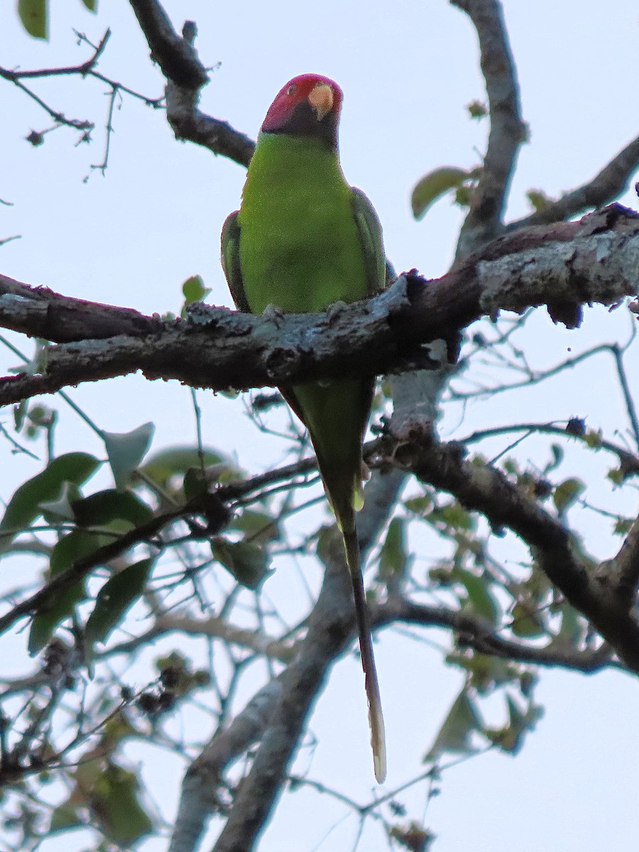 Plum-headed Parakeet - ML612821379