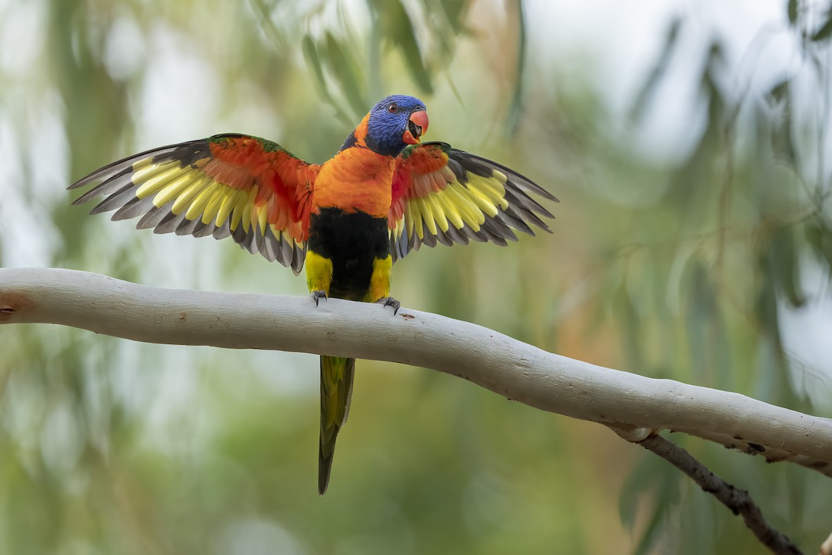 Red-collared Lorikeet - ML612821387