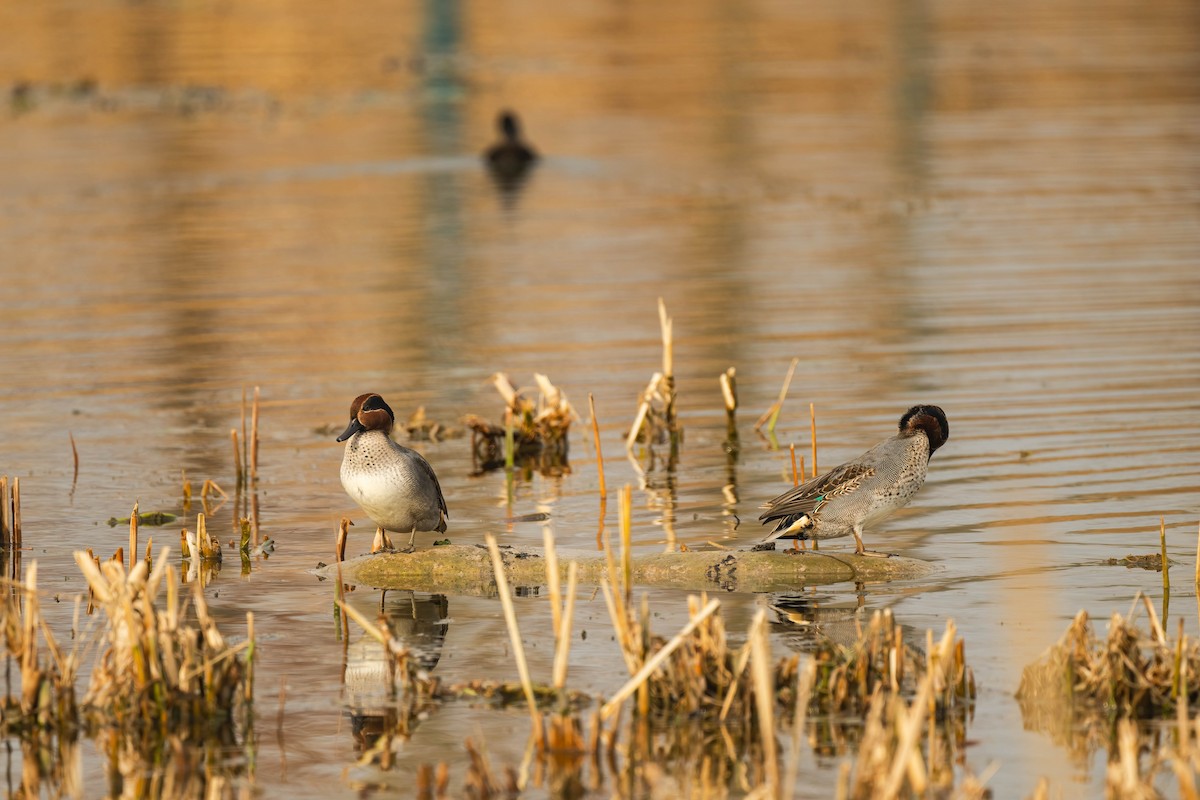 Green-winged Teal (Eurasian) - ML612821457