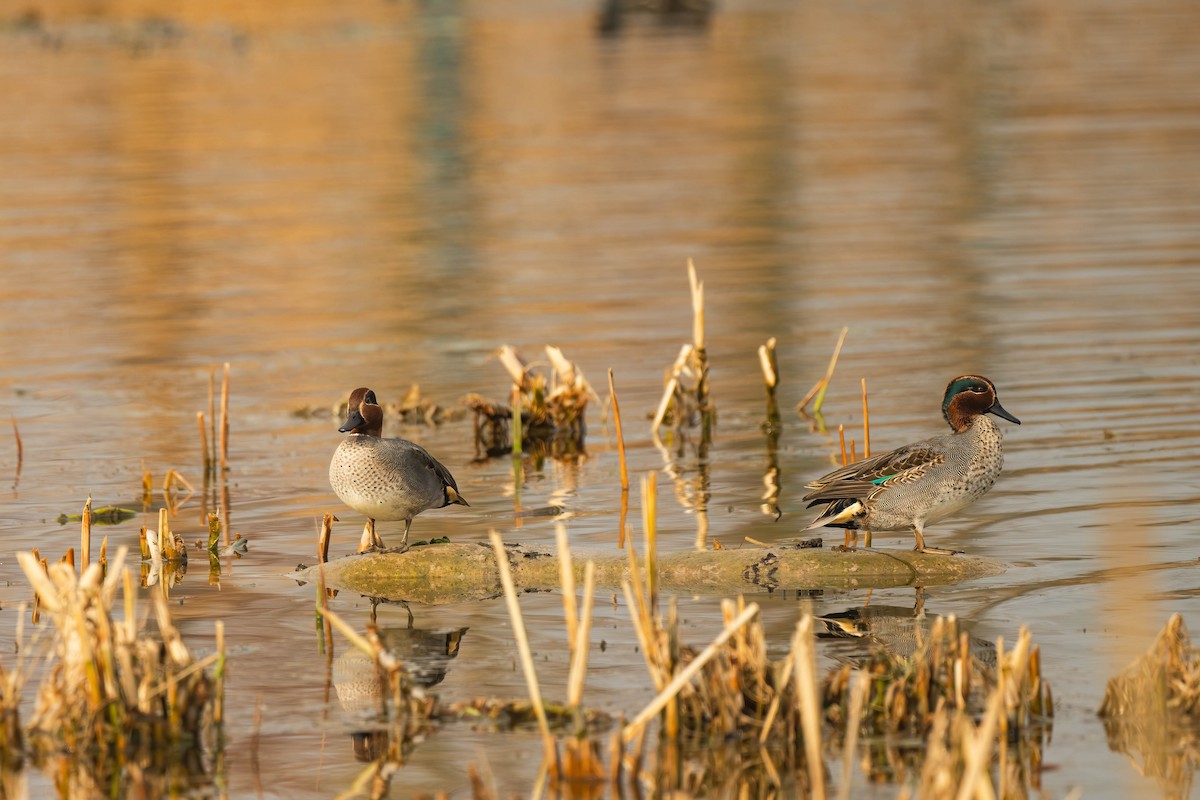 Zertzeta arrunta (eurasiarra) - ML612821460