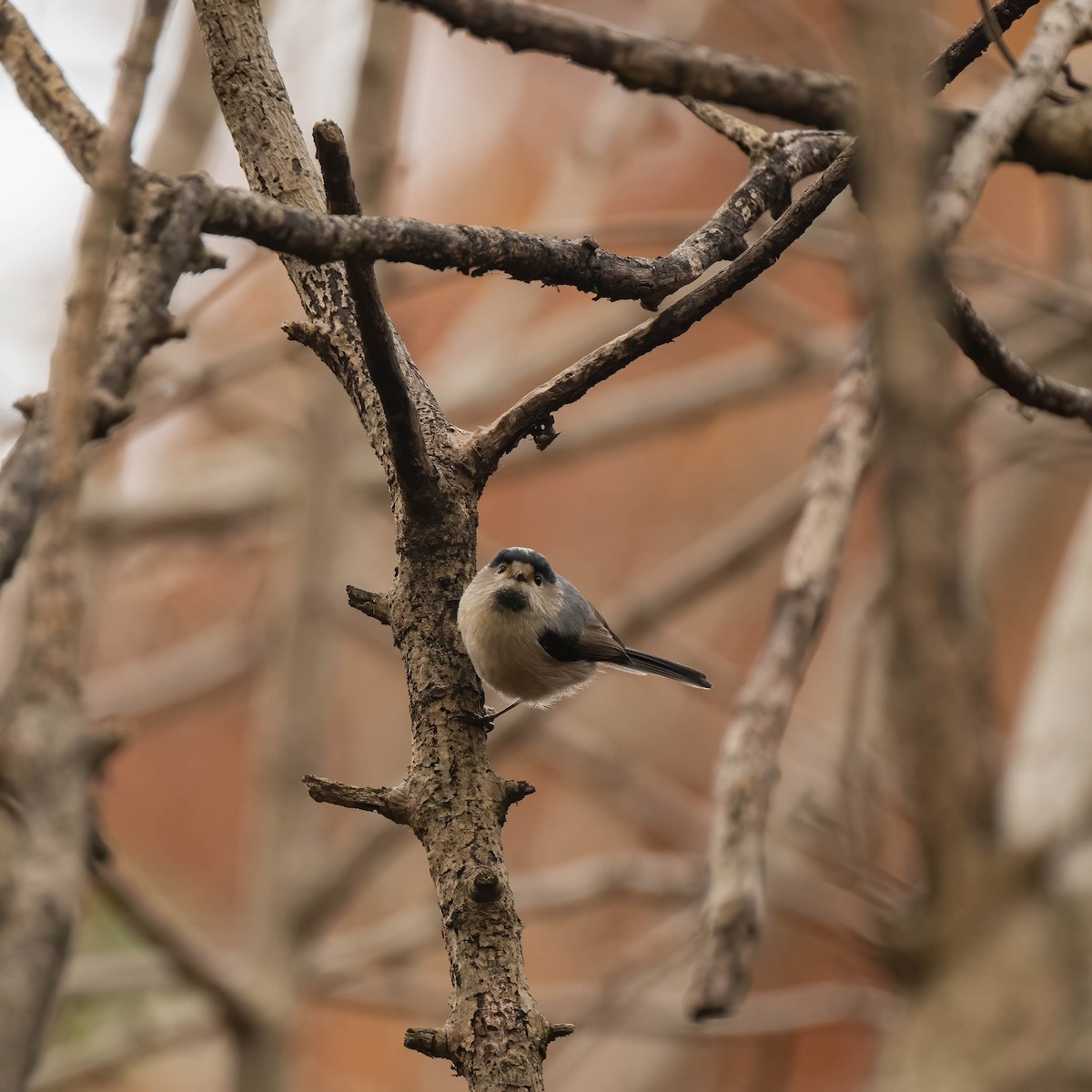 Silver-throated Tit - ML612821468