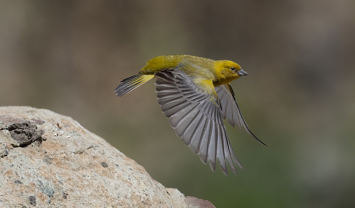 Greater Yellow-Finch - ML612821568