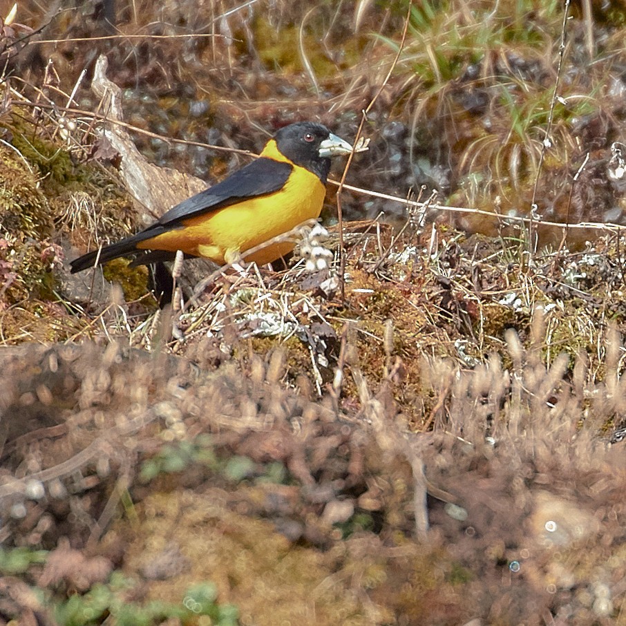 Collared Grosbeak - ML612821575