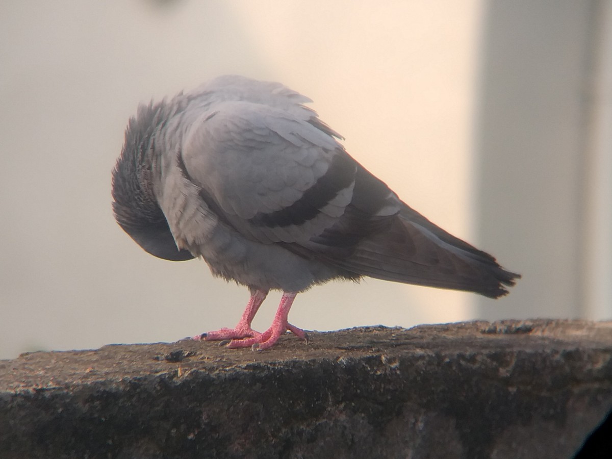 Rock Pigeon (Feral Pigeon) - ML612821865