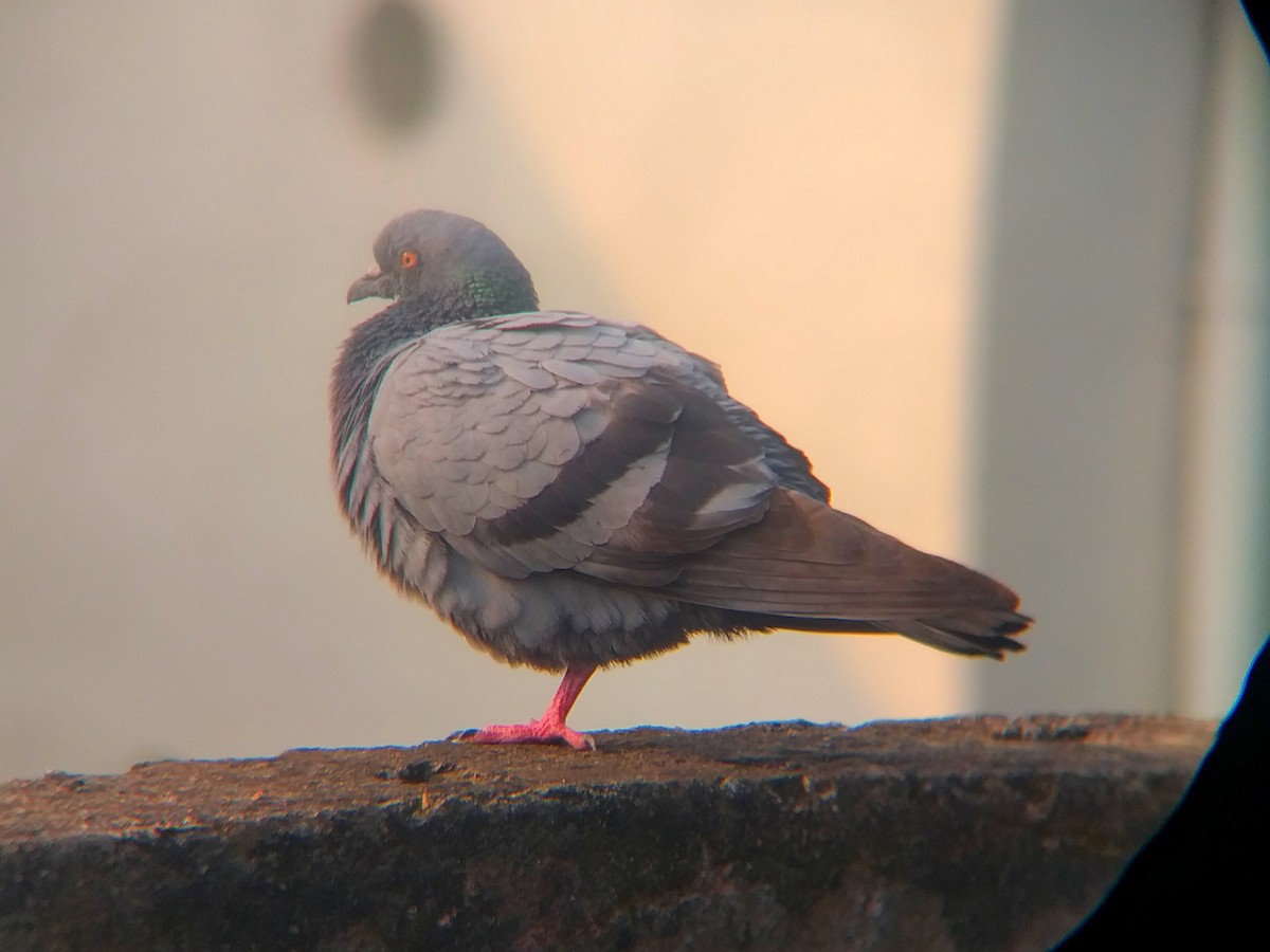 Rock Pigeon (Feral Pigeon) - ML612821866