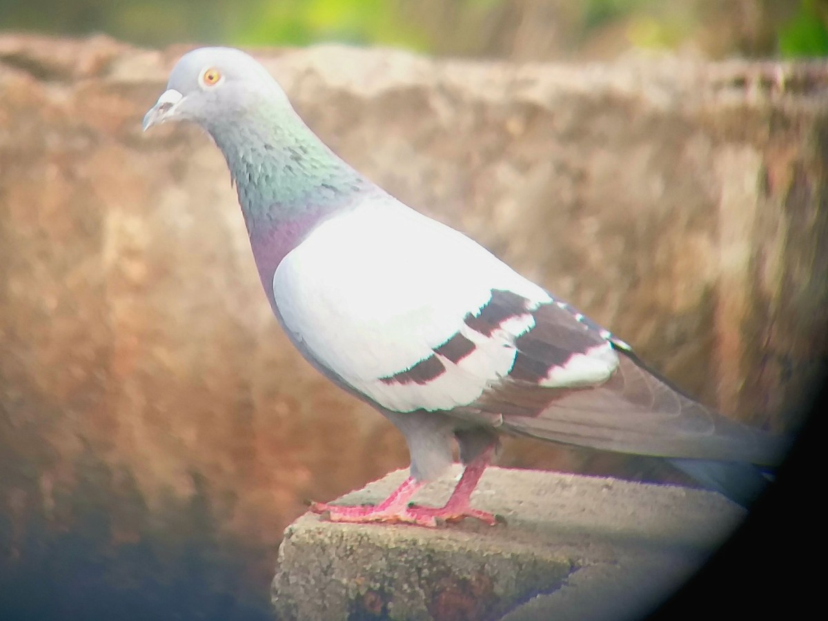 Rock Pigeon (Feral Pigeon) - ML612821867