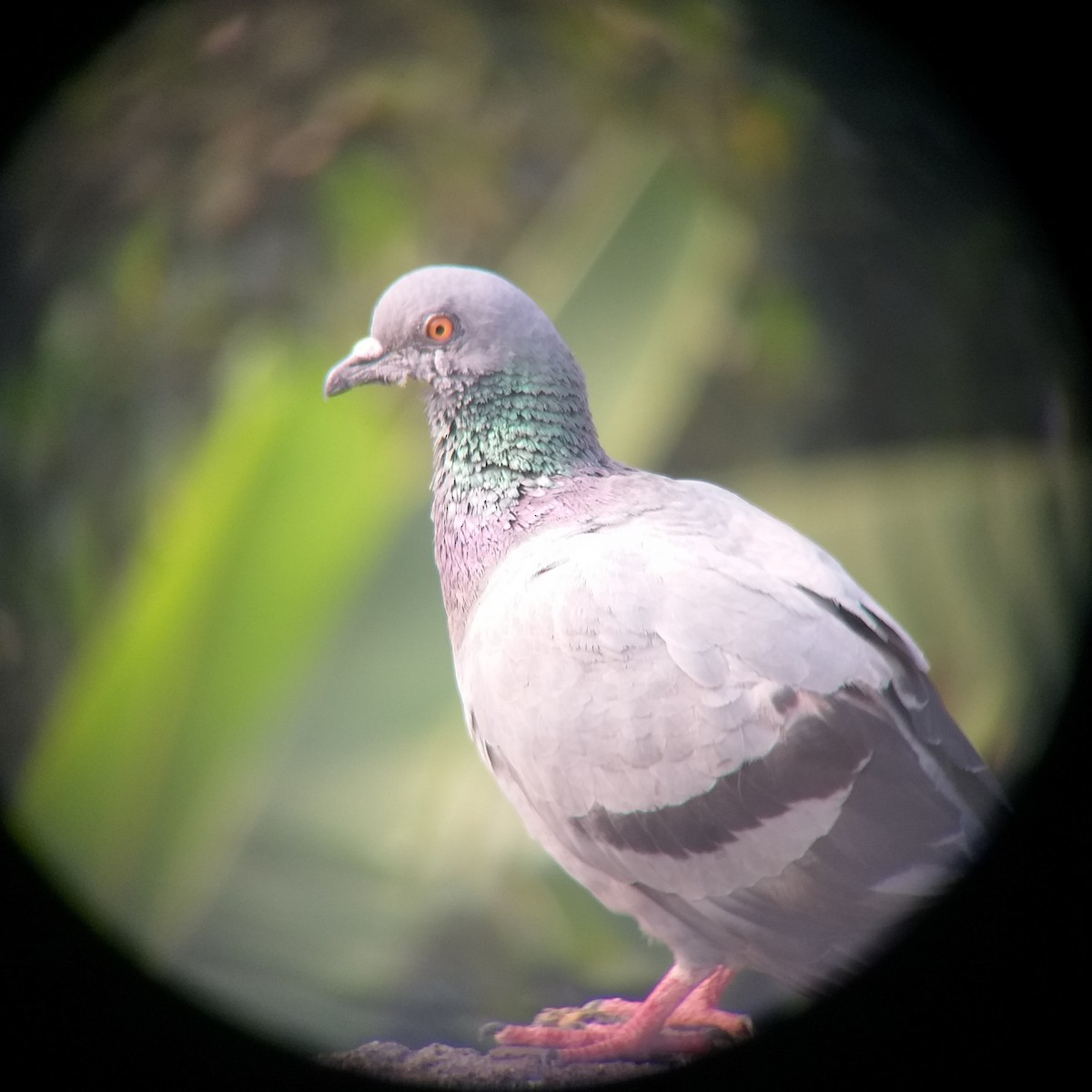 Rock Pigeon (Feral Pigeon) - ML612821868