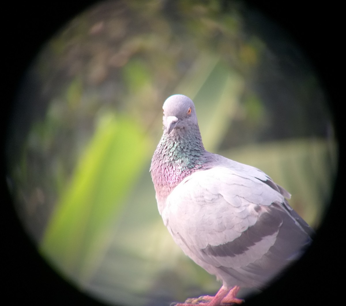 Rock Pigeon (Feral Pigeon) - ML612821869