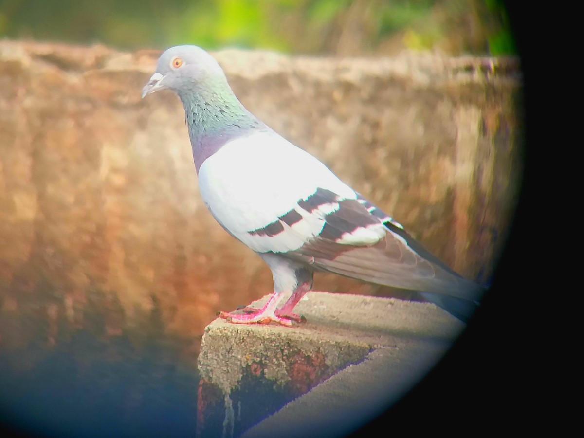 Rock Pigeon (Feral Pigeon) - ML612821870
