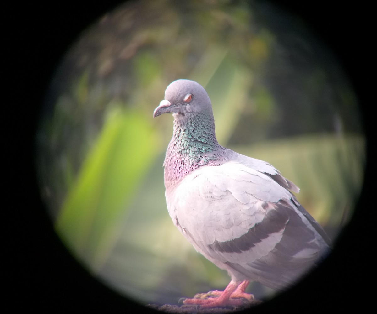 Pigeon biset (forme domestique) - ML612821871