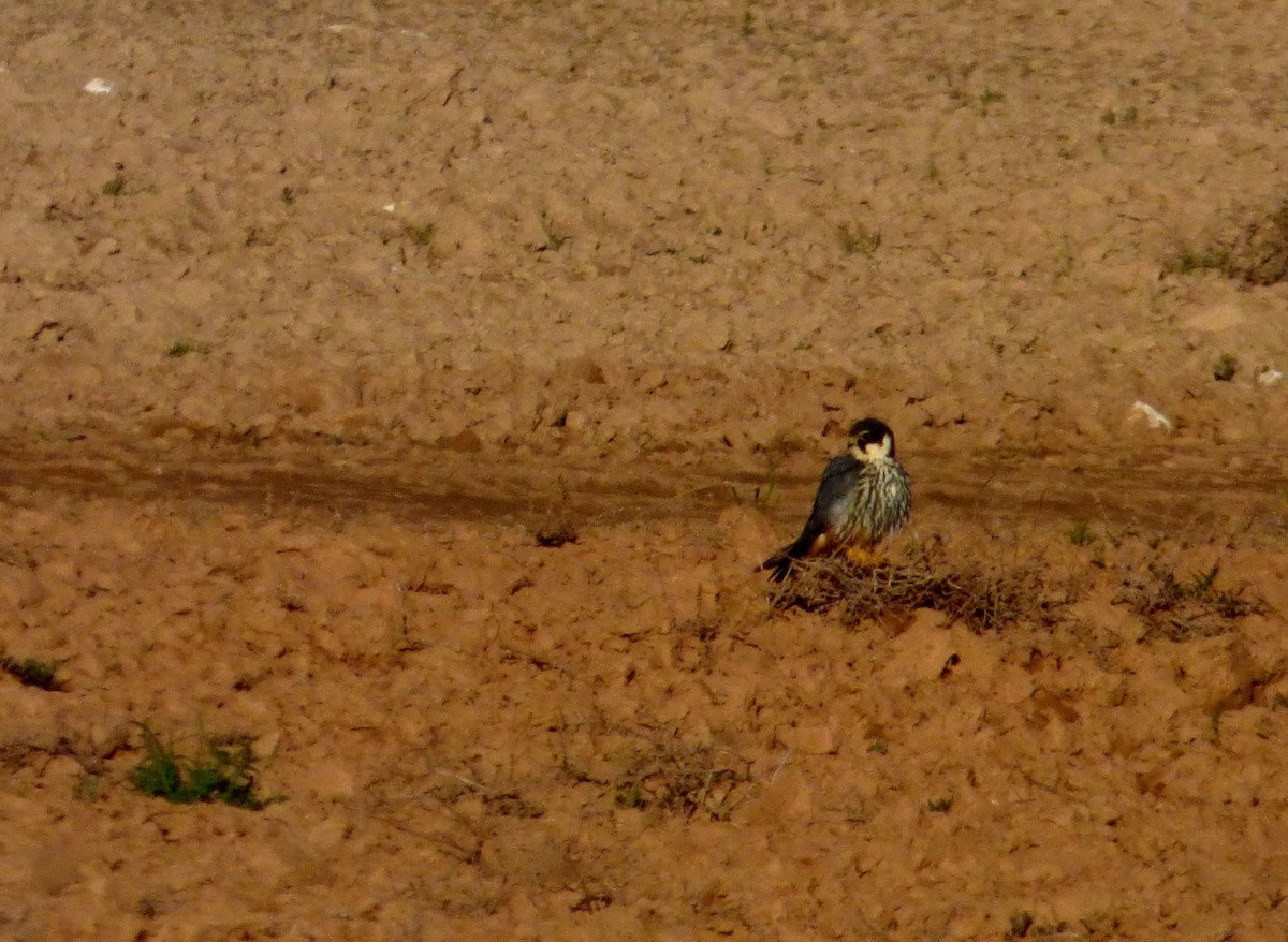 Eurasian Hobby - ML612821893