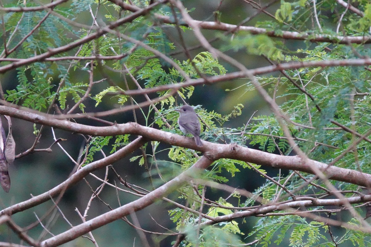 Ashy-breasted Flycatcher - ML612821959