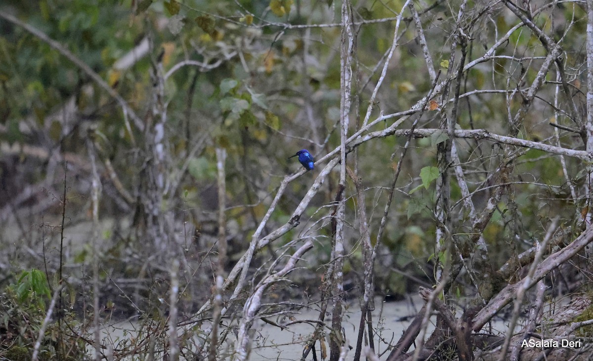 Shining-blue Kingfisher - Fanis Theofanopoulos (ASalafa Deri)