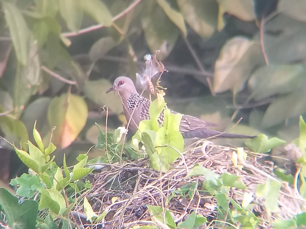 Spotted Dove - ML612822052