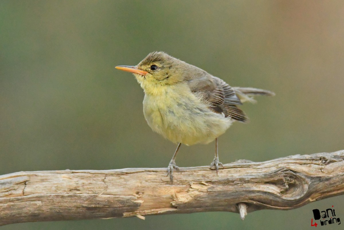 Melodious Warbler - Daniel López