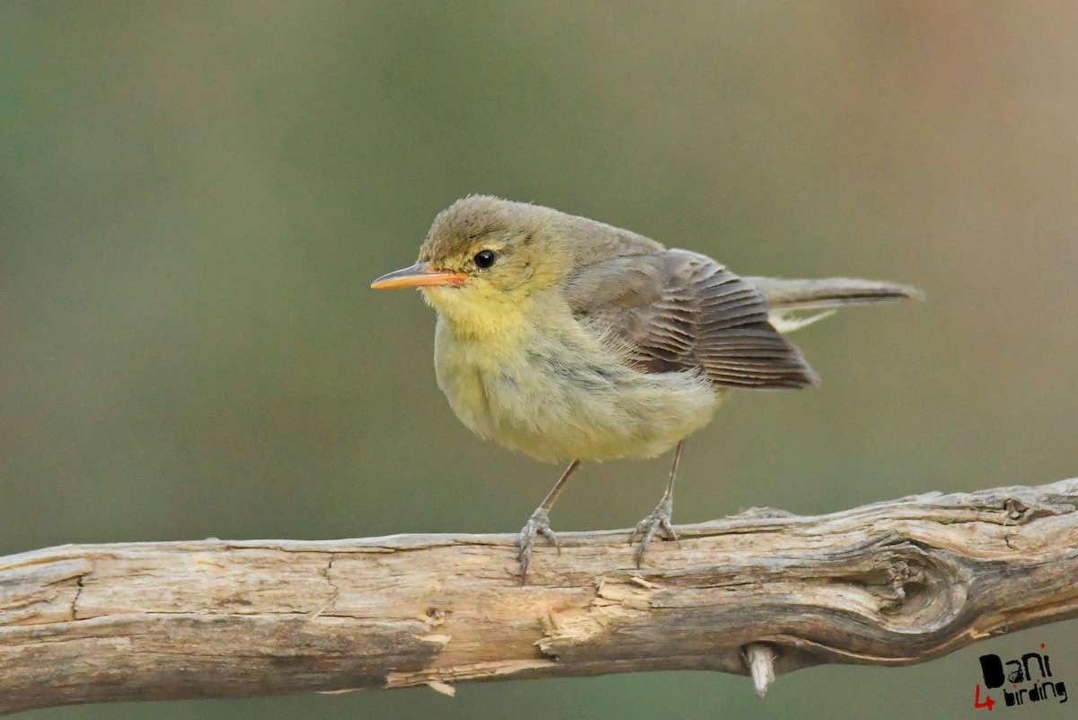 Melodious Warbler - Daniel López